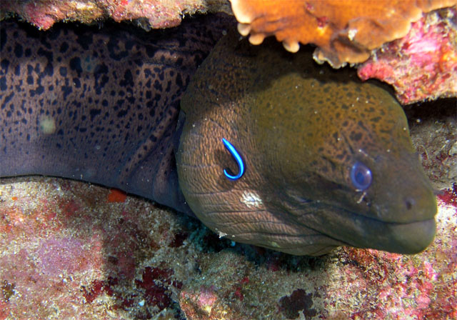 Giant moray (Gymnothorax javanicus) with juvinile Bluestreak cleaner wrasse (Labroides dimidiatus), Pulau Tioman, West Malaysia