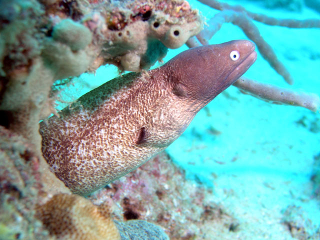 White-eyed moray (Siderea thysoidea), Pulau Tioman, West Malaysia