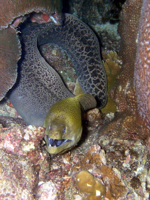 Giant moray (Gymnothorax javanicus), Anambas, Indonesia