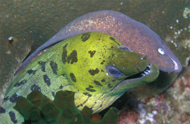 Fimbriated moray with White-eyed moray (Gymnothorax fimbriatus & Siderea thysoidea), Anilao, Batangas, Philippines