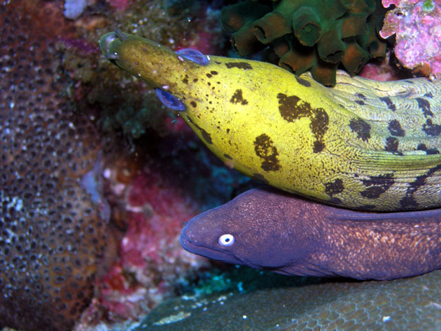 Fimbriated moray with White-eyed moray (Gymnothorax fimbriatus & Siderea thysoidea), Anilao, Batangas, Philippines