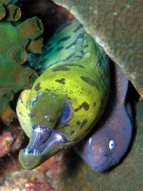 Fimbriated moray with White-eyed moray (Gymnothorax fimbriatus & Siderea thysoidea), Anilao, Batangas, Philippines