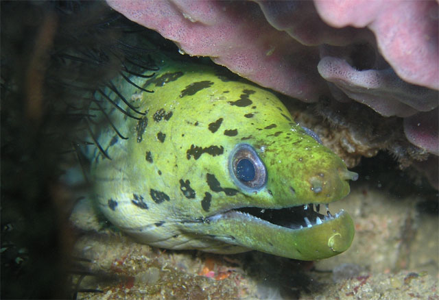 Fimbriated moray (Gymnothorax fimbriatus), Anilao, Batangas, Philippines