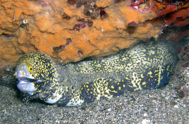 Snowflake moray (Echidna nebulosa), Anilao, Batangas, Philippines