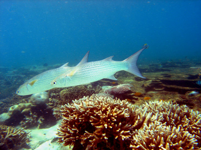 Acute-jawed mullet (Neomyxus leuciscus), Pulau Tioman, West Malaysia