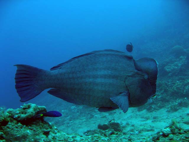 Bumphead parrotfish (Bulbometopon muricatum), Bali, Indonesia