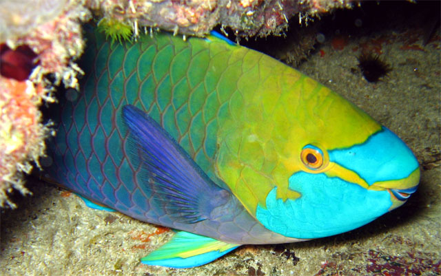Greenthroat parrotfish (Scarus prasiognathos), Pulau Aur, West Malaysia