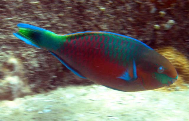 Parrotfish, Pulau Aur, West Malaysia