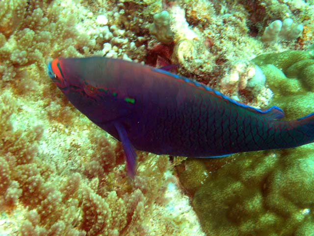 Swarthy parrotfish (Scarus niger), Pulau Aur, West Malaysia
