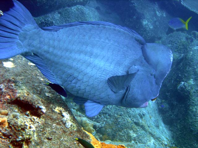 Bumphead parrotfish (Bulbometopon muricatum), Pulau Aur, West Malaysia