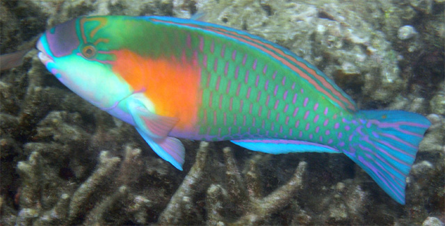 Bowers parrotfish (Chlorurus bowersi), Pulau Tioman, West Malaysia