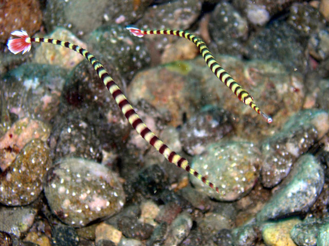 Ringed pipefish (Doryrhamphus dactyliophorus), Anilao, Batangas, Philippines