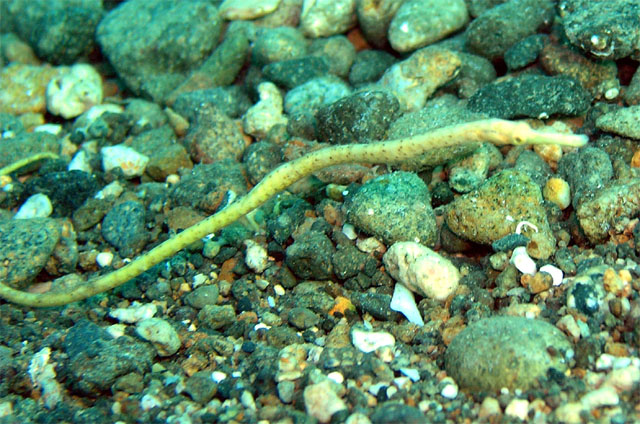 Short-tailed pipefish (Trachyrhamphus bicoarctatus), Anilao, Batangas, Philippines