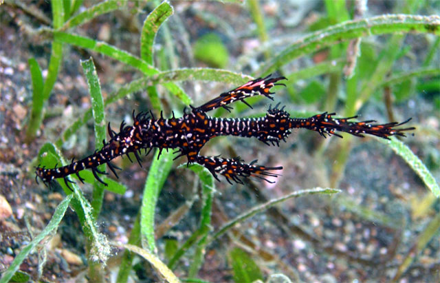 Ornate ghostpipefish (Solenostomus paradoxus), Anilao, Batangas, Philippines