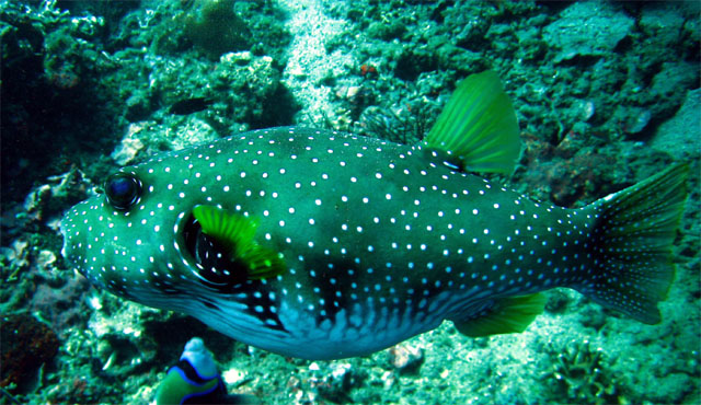 White-spotted puffer (Arothron hispidus), Bali, Indonesia