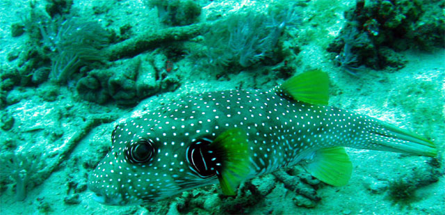 White-spotted puffer (Arothron hispidus), Puerto Galera, Mindoro, Philippines