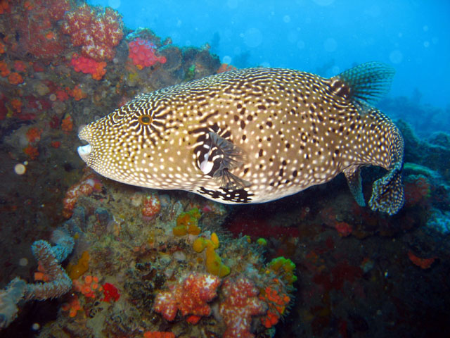 Map puffer (Arothron mappa), Pulau Badas, Indonesia