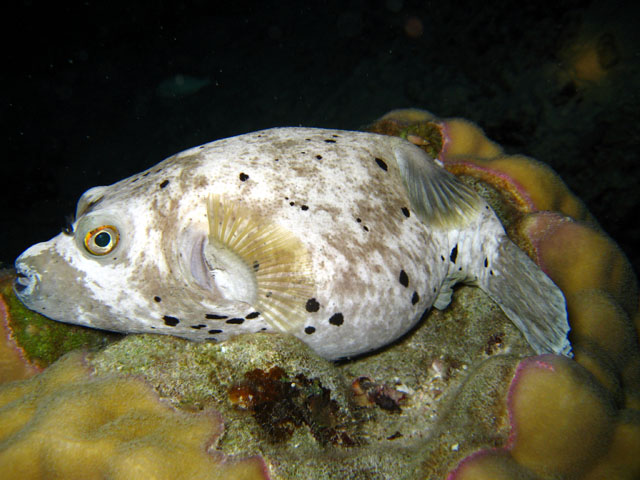 Blackspotted puffer (Arothron nigropunctatus), Pulau Badas, Indonesia