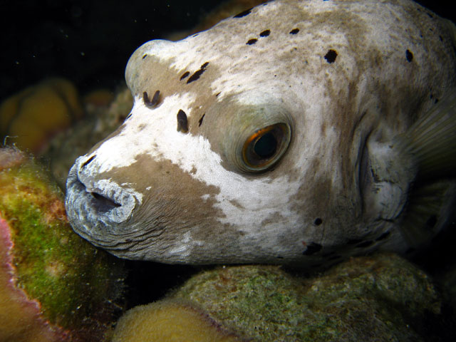 Blackspotted puffer (Arothron nigropunctatus), Pulau Badas, Indonesia