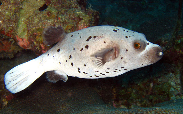 Blackspotted puffer (Arothron nigropunctatus), Pulau Aur, West Malaysia