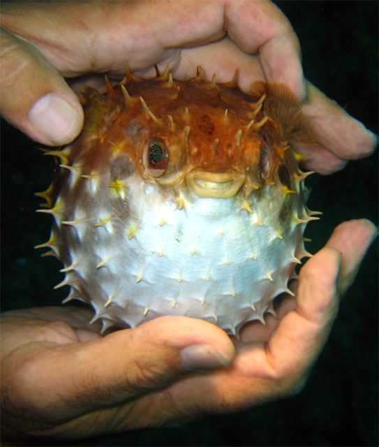 Porcupinefish (Diodon sp.), Puerto Galera, Mindoro, Philippines