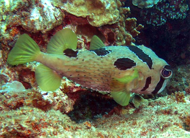 Black blotched porcupinefish (Diodon liturosus), Pulau Aur, West Malaysia