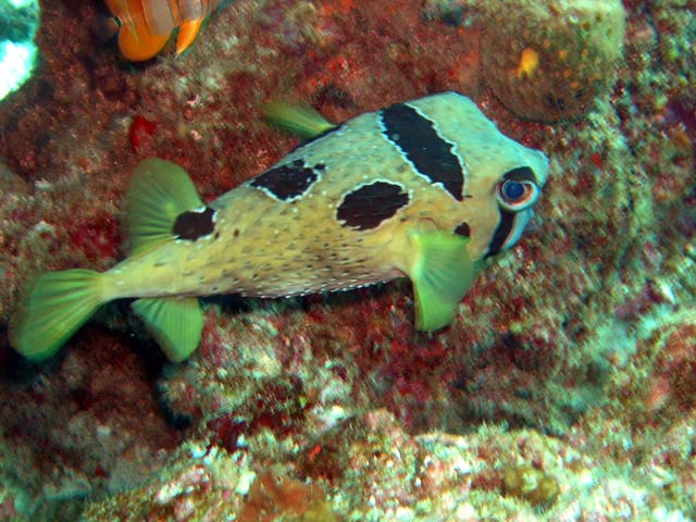 Black blotched porcupinefish (Diodon liturosus), Pulau Aur, West Malaysia