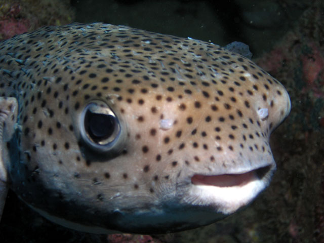 Spotted burrfish (Chilomycterus reticulatus), Pulau Redang, West Malaysia