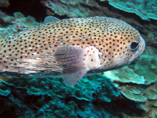 Spotted burrfish (Chilomycterus reticulatus), Pulau Redang, West Malaysia