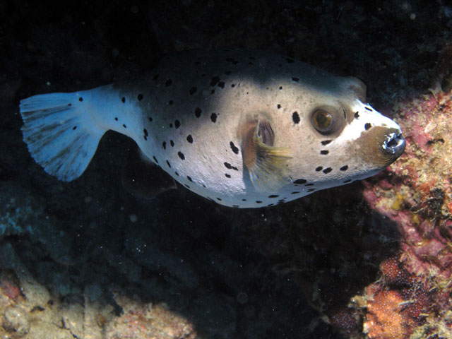 Blackspotted puffer (Arothron nigropunctatus), Pulau Redang, West Malaysia