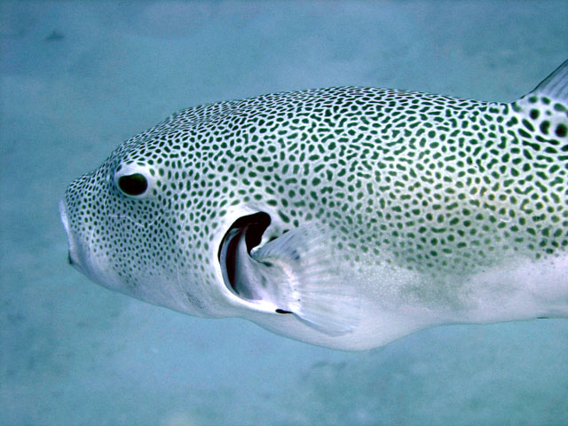 Star puffer (Arothron stellatus), Pulau Redang, West Malaysia