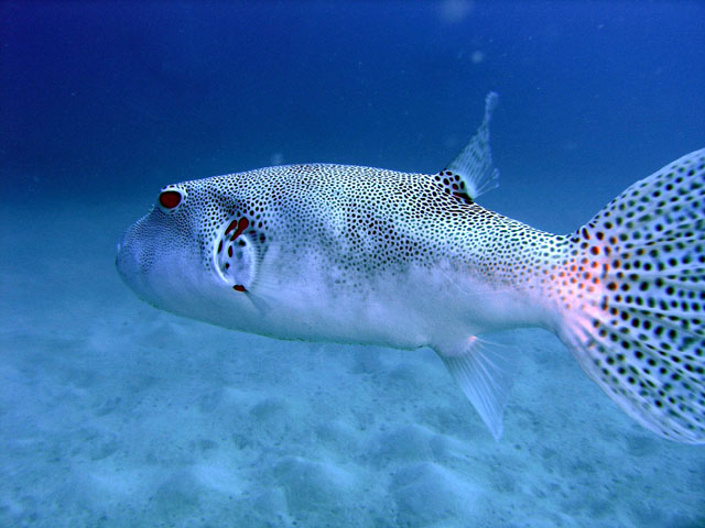 Star puffer (Arothron stellatus), Pulau Redang, West Malaysia