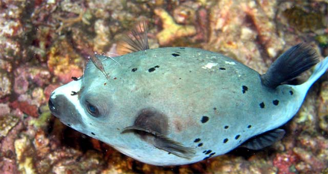 Blackspotted puffer (Arothron nigropunctatus) with Cleanershrimp, Anambas, Indonesia