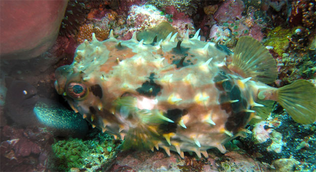 Porcupinefish (Diodon sp.), Anilao, Batangas, Philippines