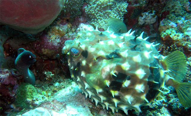 Porcupinefish (Diodon sp.), Anilao, Batangas, Philippines