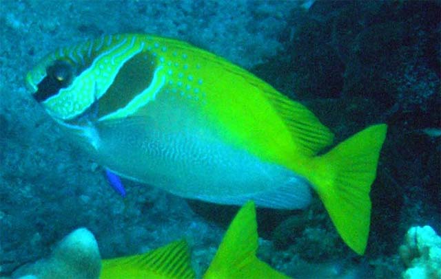 Virgate rabbitfish (Siganus virgatus), Pulau Aur, West Malaysia