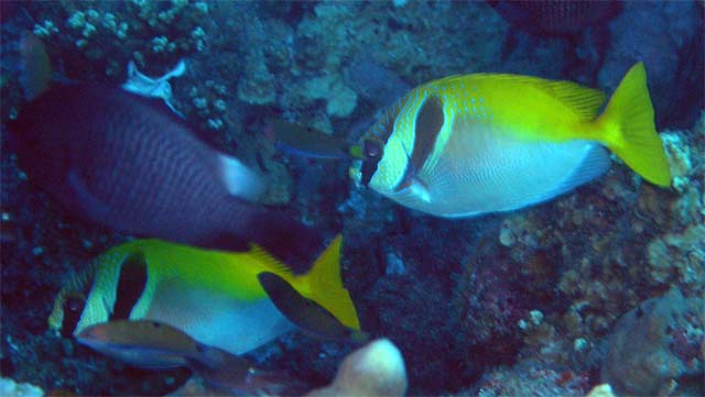 Virgate rabbitfish (Siganus virgatus), Pulau Aur, West Malaysia