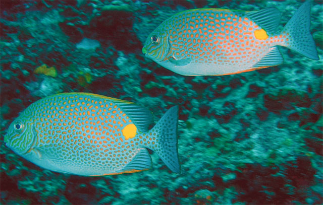 Goldenrabbitfish (Siganus guttatus), Pulau Tioman, West Malaysia