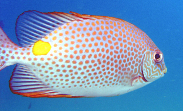 Goldenrabbitfish (Siganus guttatus), Pulau Tioman, West Malaysia