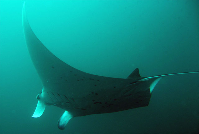 Manta Ray (Manta birostris), Verde Island, Mindoro, Philippines