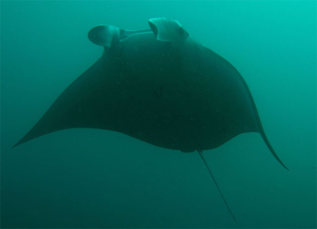 Manta Ray (Manta birostris), Verde Island, Mindoro, Philippines