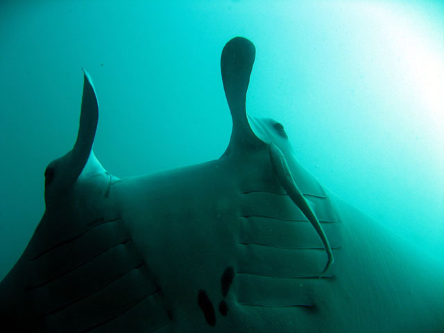 Manta Ray (Manta birostris), Verde Island, Mindoro, Philippines