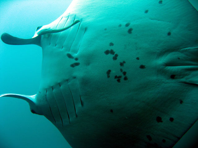 Manta Ray (Manta birostris), Verde Island, Mindoro, Philippines