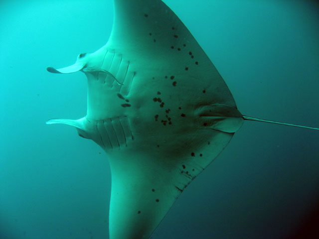 Manta Ray (Manta birostris), Verde Island, Mindoro, Philippines