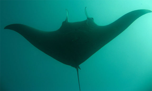 Manta Ray (Manta birostris), Verde Island, Mindoro, Philippines