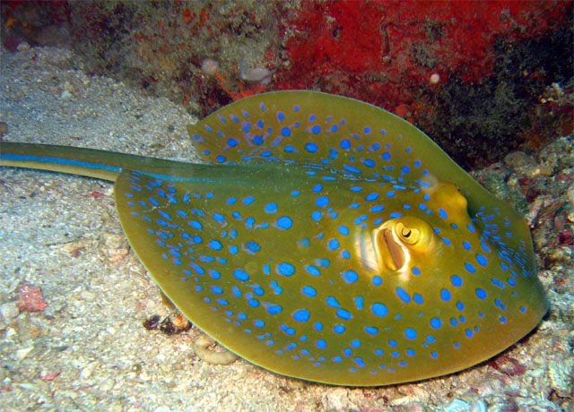 Blue-spotted stingray (Taeniura lymma), Pulau Aur, West Malaysia