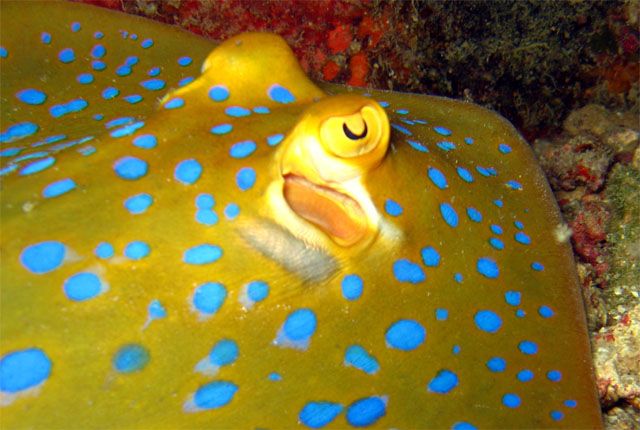 Blue-spotted stingray (Taeniura lymma), Pulau Aur, West Malaysia