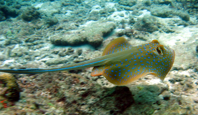 Blue-spotted stingray (Taeniura lymma), Pulau Aur, West Malaysia