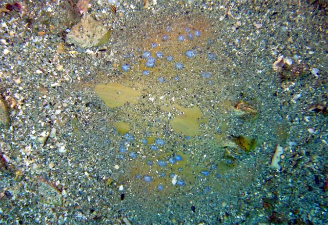 Blue-spotted stingray (Taeniura lymma), Puerto Galera, Mindoro, Philippines