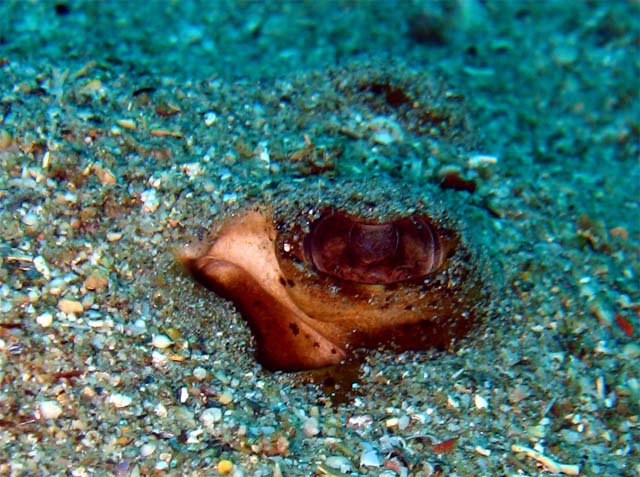 Blue-spotted stingray (Taeniura lymma), Puerto Galera, Mindoro, Philippines